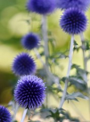 Close up of beautiful blue thistle in the garden