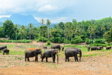 Elefanten in der freien Landschaft