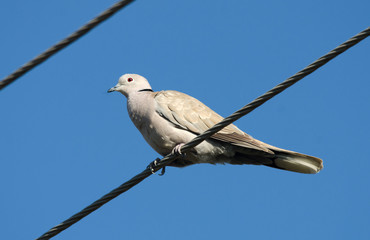 Fototapeta premium Eurasian Collared Dove