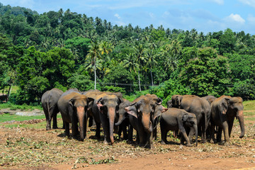 Eine Elefantenherde in der Landschaft