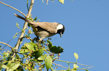 Fototapeta premium White-eared bulbul
