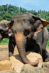 Ein Elefant im Pinnawala Elefantenwaisenhaus