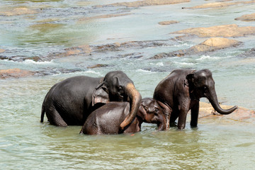 Elefantenfamilie im See