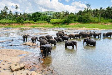 Badende Elefanten in Pinnawala