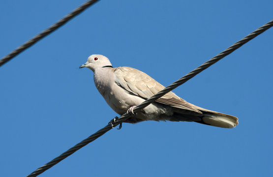 Eurasian Collared Dove