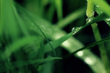Water drops on garden plants