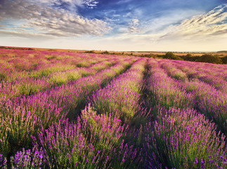Fototapeta na wymiar Meadow of lavender. Nature composition.