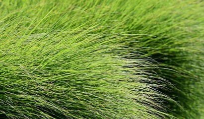 Close up of fresh green grass in the garden