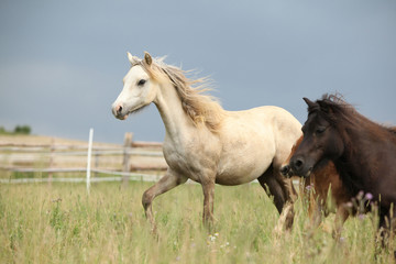 Obraz na płótnie Canvas Beautiful pony moving on pasturage