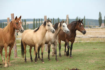 Fototapeta na wymiar Horses together on pasturage