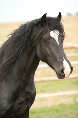 Fototapeta na wymiar Amazing black stallion on pasturage
