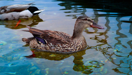 Photo depicts beautiful wild gray duck floating on the water river. Amazing colorful waterfowl bird in a pond, close up.