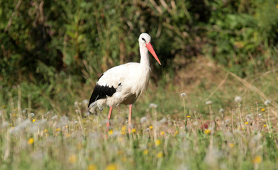 Single white stork (Ciconia ciconia) walking through a green meadow looking for food.