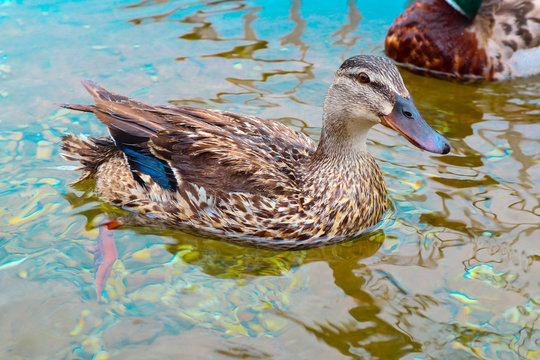 Photo depicts beautiful wild gray duck floating on the water river. Amazing colorful waterfowl bird in a pond, close up.