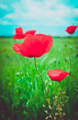 Beautiful poppy flowers on the meadow, mountain nature, summertime. Photo depicts red poppies, colorful meadow flowers, growing in the green grass. Close up, macro view.