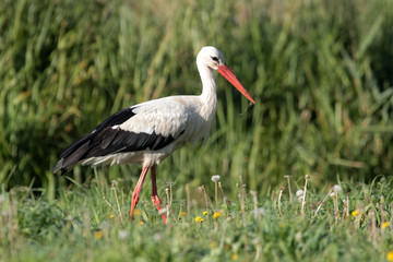 Fototapeta premium Single white stork (Ciconia ciconia) walking through a green meadow looking for food.