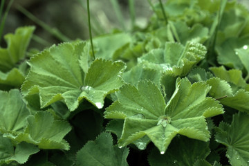 Water drops on garden plants