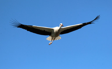 White stork (ciconia ciconia) flying.