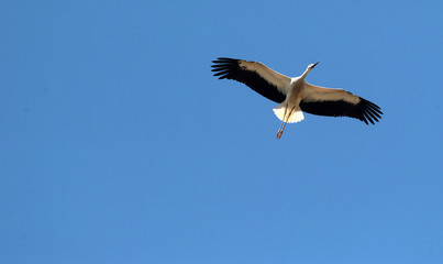 Obraz premium White stork (ciconia ciconia) flying.