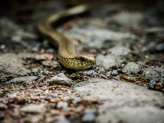Slow worm