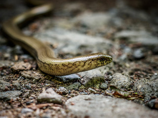 Slow worm