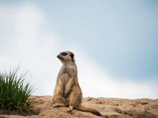 Naklejka na ściany i meble Portrait of meerkat sitting