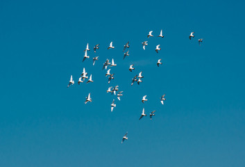Schwarm Tauben Fliegt über den Himmel