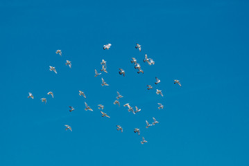 Schwarm Tauben Fliegt über den Himmel