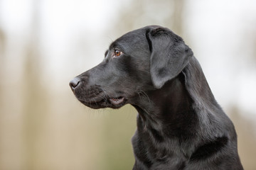 Labrador dog