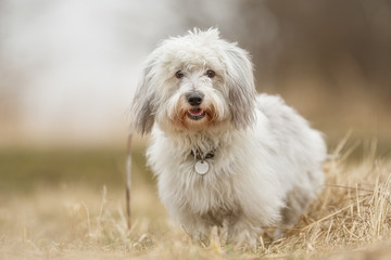 Coton de Tulear dog
