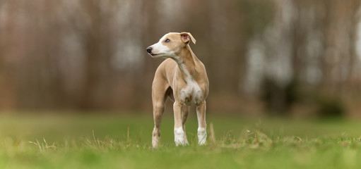 Fototapeta premium Rhodesian Ridgeback dog