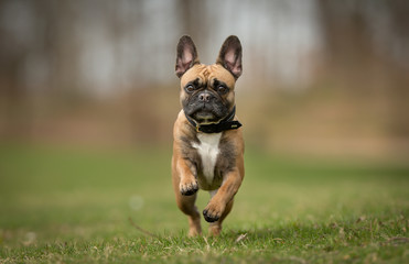 French bulldog