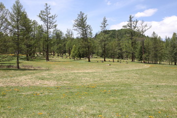 Mongolie