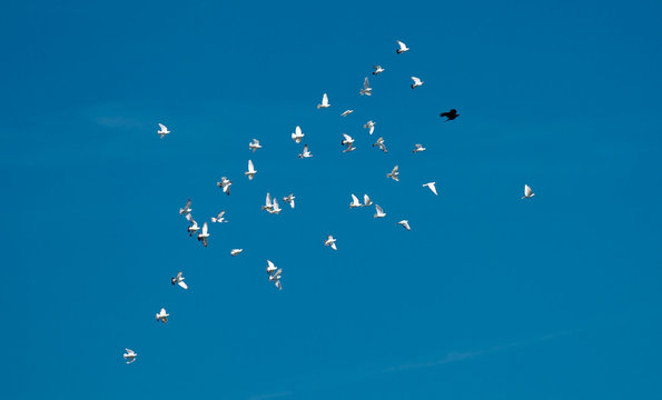 Schwarm Tauben und eine Krähe Fliegen über den Himmel