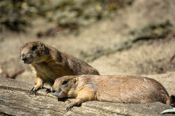 Zwei Erschöpfte Präriehunde machen eine Pause