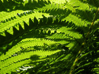fern
