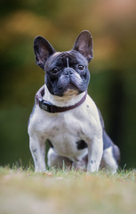 Fototapeta premium Dog in nature