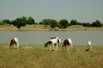 Fototapeta premium Grazing in Sahel