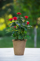 A red rose in a flower pot. Live flower on a table on a blurred green background.