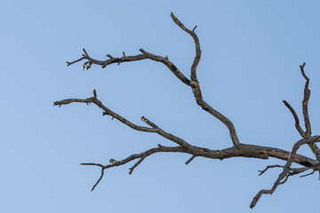 dry branch