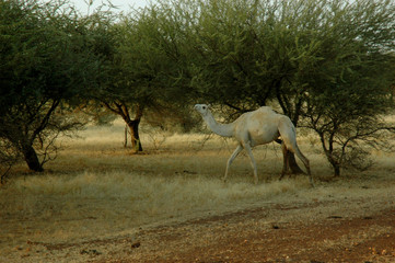 Obraz na płótnie Canvas Camel in Sahel