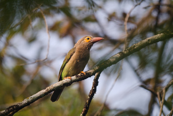 Fototapeta premium Brown-headed Barbet