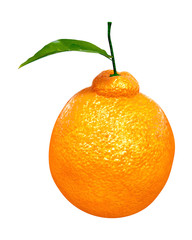 Fresh Dekopon orange. Foods and Dishes Series.