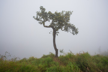 One lonely tree on the banks with mist morning in the early autumn season.