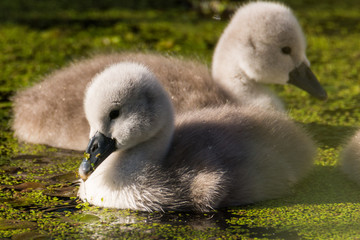 Mute Swan with young birds