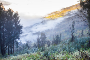 Forested mountain slope in low lying cloud in mist in a scenic landscape view.