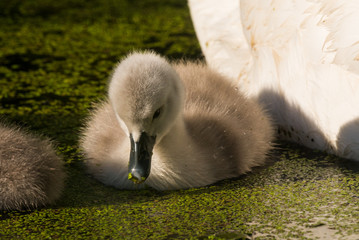 Mute Swan with young birds