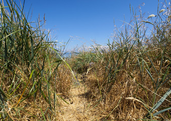 Beaten down pathway through the long tall grass on a clear sunny day