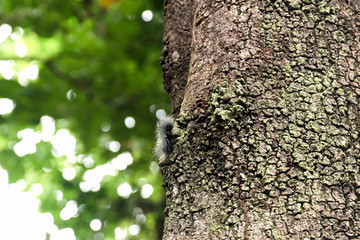 Obraz premium Black caterpillar with white hairy try to climb up the tree to escape the hunter bird