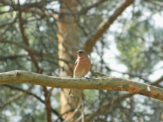Common chaffinch, Fringilla coelebs, on a branch of a pine-tree in the forest during a break between spring songs